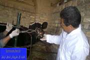 طرح واکسیناسیون تب برفکی دام در سیرجان 